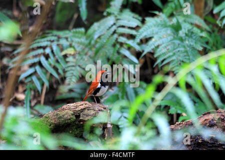 Ryukyu robin (Erithacus komadori) in Amami Island, Japan Stock Photo