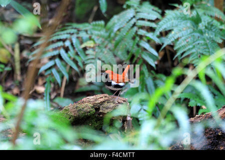 Ryukyu robin (Erithacus komadori) in Amami Island, Japan Stock Photo