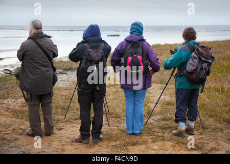 Southport, Merseyside, UK 16th October, 2015. Elderly, seniors Birdwatchers, using a spotting scope, telescope, and binoculars,  descend on Southport. They are watching the wildlife spectacle as waders and other birds move across the marsh feeding looking for roosting sites as the seawater rises. The first 500 Pink-footed geese have made the 500 mile journey from Iceland to spend the next month at Marshside and roosting on the local mere.  Over the next couple of weeks numbers will steadily increase with an estimated 100,000 geese expected to arrive from Iceland. Stock Photo