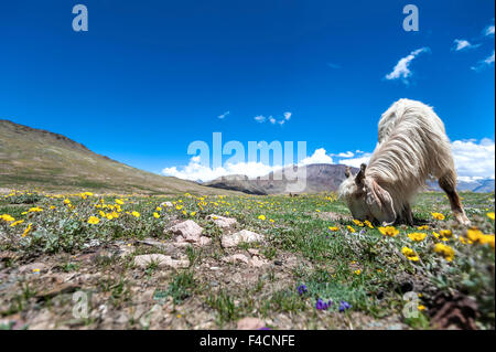 Goat is  grazing  in mountains at top of Kumzum pass Stock Photo