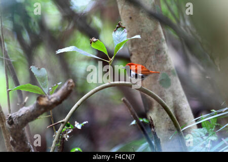 Ryukyu robin (Erithacus komadori) in Amami Island, Japan Stock Photo