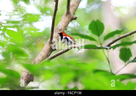 Ryukyu robin (Erithacus komadori) in Amami Island, Japan Stock Photo