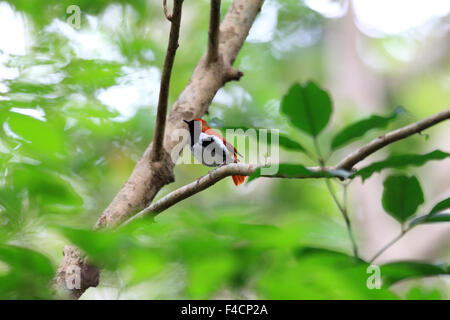 Ryukyu robin (Erithacus komadori) in Amami Island, Japan Stock Photo