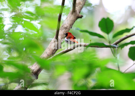 Ryukyu robin (Erithacus komadori) in Amami Island, Japan Stock Photo