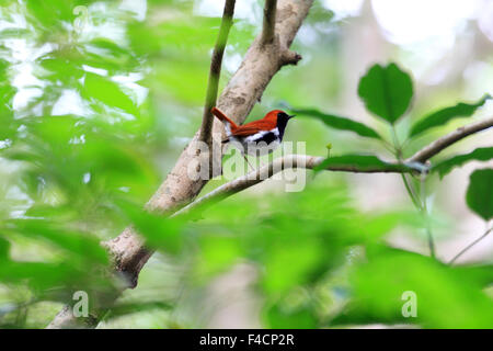 Ryukyu robin (Erithacus komadori) in Amami Island, Japan Stock Photo