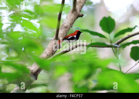 Ryukyu robin (Erithacus komadori) in Amami Island, Japan Stock Photo