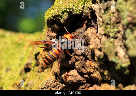 Japanese giant hornet (Vespa mandarinia) in Japan Stock Photo