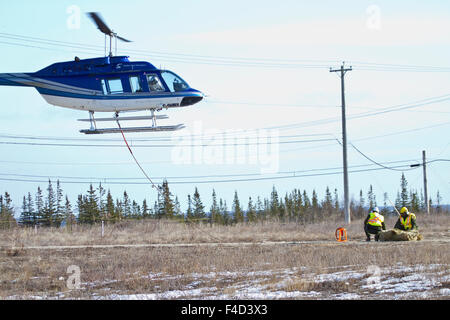 Helicopter lifting a Polar Bear (Ursus maritimus) from the Polar Bear Holding Facility, Churchill, MB Stock Photo