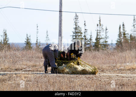 Biologist preparing Polar Bear (Ursus maritimus) for a airlift from the Polar Bear Holding Facility, Churchill, MB Stock Photo