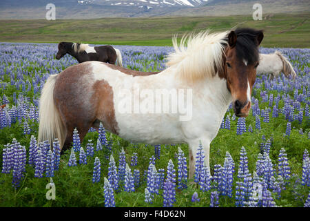 Icelandic horses in a meadow of Blue Alaskan lupins, Varmahlid, Skagafjordur, Nordhurland Vestra, Iceland.