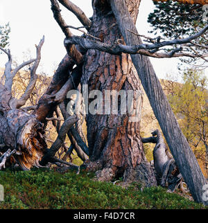 Tree trunks and branches intertwined together Stock Photo