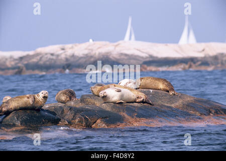 Seals on rocks lying in sea Stock Photo