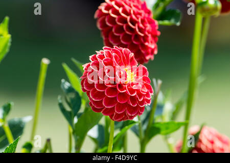 Dahlia Flower at Nishat Bagh, Srinagar, Kashmir, India Stock Photo