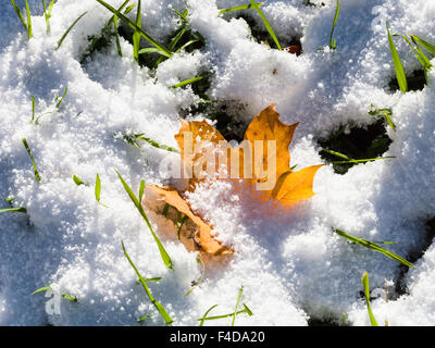 fallen maple leaf and green grass covered by first snow in sunny autumn day Stock Photo