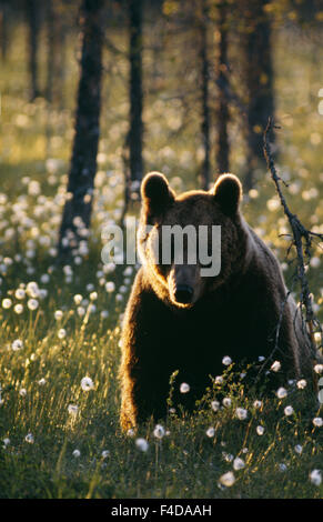 Brown bear in forest Stock Photo - Alamy