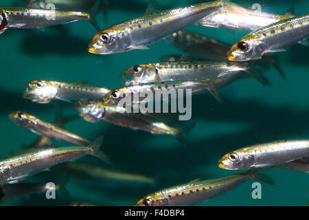Japanese anchovy (Engraulis japonicus) in Japan Stock Photo - Alamy