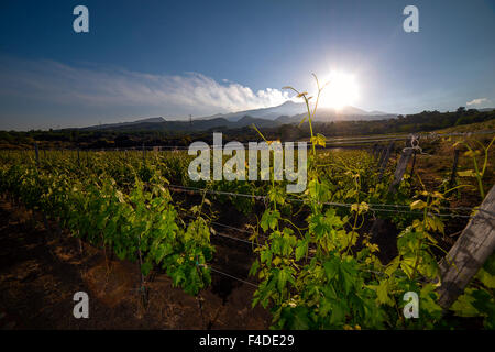 vineyard estate in Sicily in territory of Etna Stock Photo