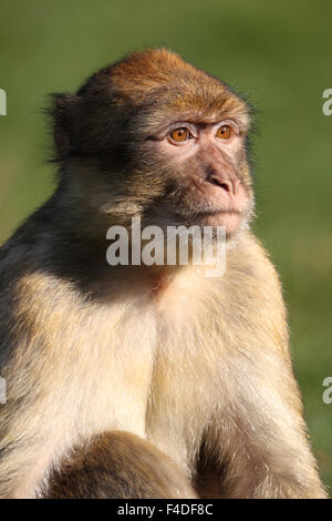 barbary macaque macaca sylvanus Stock Photo