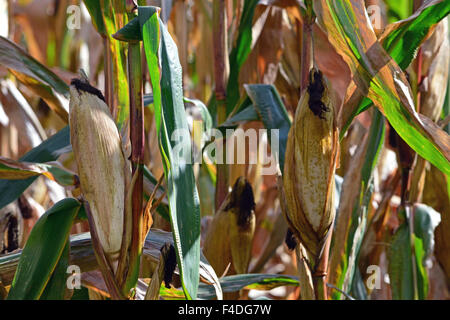 Corn in the field Stock Photo