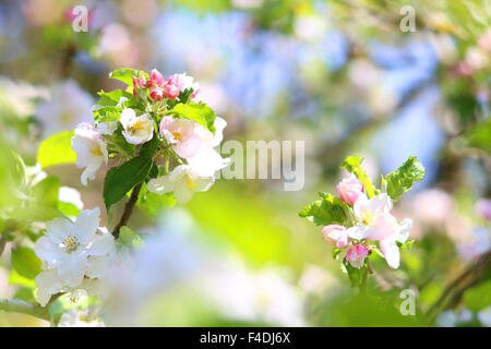 Blooming apple tree in spring time Stock Photo