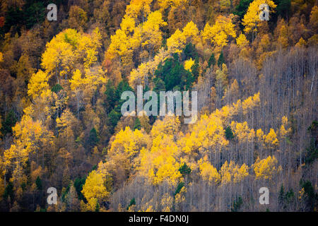 Fall colors in the hillside of Lieslia at Dombås, Dovre kommune, Oppland fylke, Norway. Stock Photo