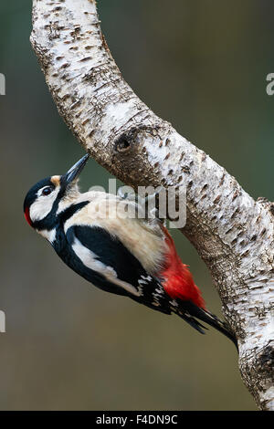 Male great spotted woodpecker perched on a birch branch Stock Photo