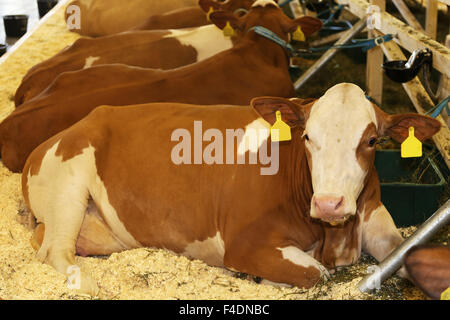 Young cows lying on a dairy farm Stock Photo