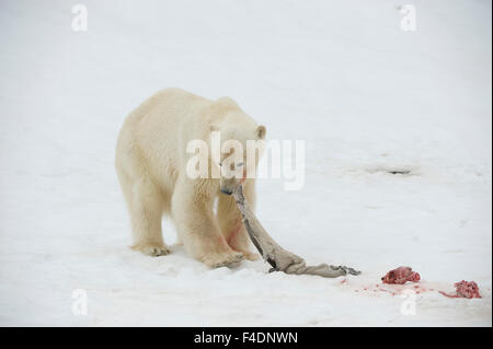 Norway, Spitsbergen, Fuglefjorden. Polar bear (Ursus maritimus) adult feeds on the carcass of a bearded seal (Erignathus barbatus) pup catch. Stock Photo