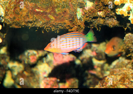 Sixline or Sixstripe Wrasse in Japan Stock Photo