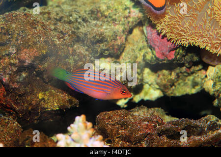 Sixline or Sixstripe Wrasse in Japan Stock Photo