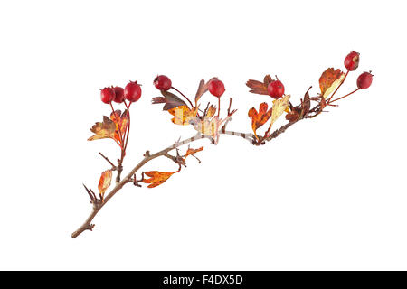 Hawthorn seeds and leaves on a plain white background. Stock Photo