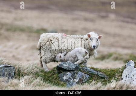 Shetland Sheep, a traditional, hardy breed of the Northern Isles in Scotland. Stock Photo