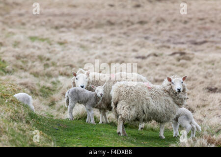 Shetland Sheep, a traditional, hardy breed of the Northern Isles in Scotland. Stock Photo