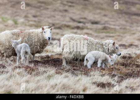 Shetland Sheep, a traditional, hardy breed of the Northern Isles in Scotland. Stock Photo