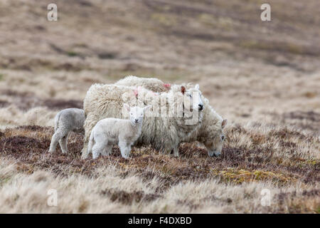 Shetland Sheep, a traditional, hardy breed of the Northern Isles in Scotland. Stock Photo