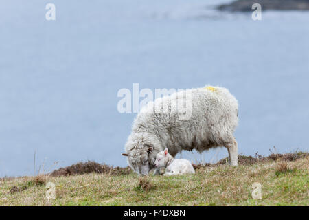 Shetland Sheep, a traditional, hardy breed of the Northern Isles in Scotland. Stock Photo