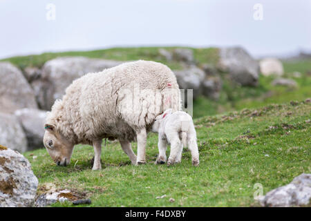 Shetland Sheep, a traditional, hardy breed of the Northern Isles in Scotland. Stock Photo