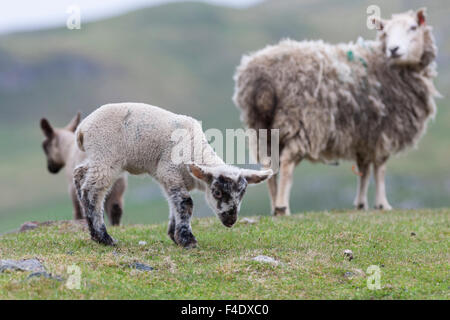 Shetland Sheep, a traditional, hardy breed of the Northern Isles in Scotland. Stock Photo