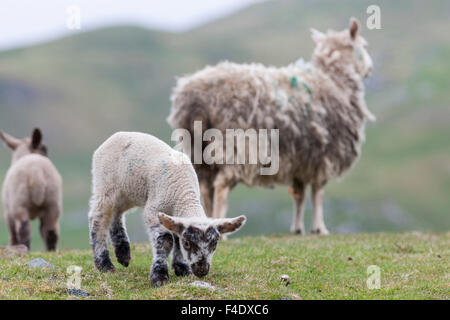 Shetland Sheep, a traditional, hardy breed of the Northern Isles in Scotland. Stock Photo