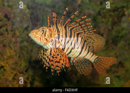 Red lionfish (Pterois volitans) in Japan Stock Photo