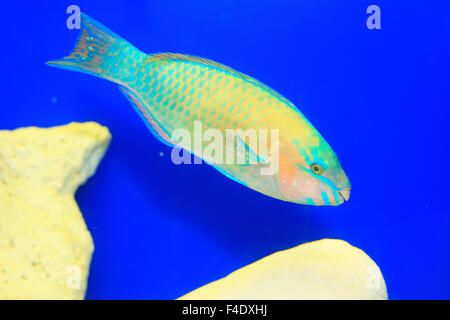 Common parrotfish (Scarus psittacus) in Japan Stock Photo