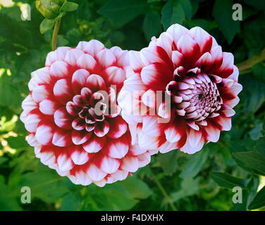 Beautiful couple of red and white dahlia flowers