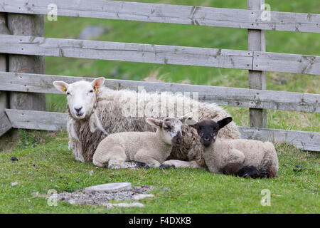 Shetland Sheep, a traditional, hardy breed of the Northern Isles in Scotland. Stock Photo