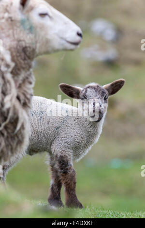 Shetland Sheep, a traditional, hardy breed of the Northern Isles in Scotland. Stock Photo