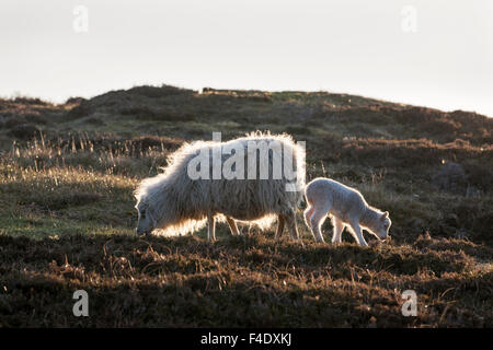 Shetland Sheep, a traditional, hardy breed of the Northern Isles in Scotland. Stock Photo