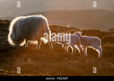 Shetland Sheep, a traditional, hardy breed of the Northern Isles in Scotland. Stock Photo