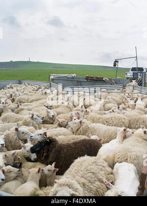 Shearing Shetland sheep in a paddock. It is a traditional, hardy breed of the Northern Isles in Scotland. (Large format sizes available) Stock Photo