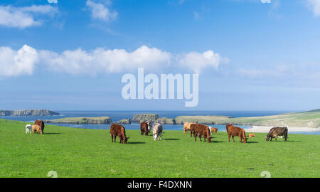 Cattle breeding, Shetland Islands, Scotland. (Large format sizes available) Stock Photo