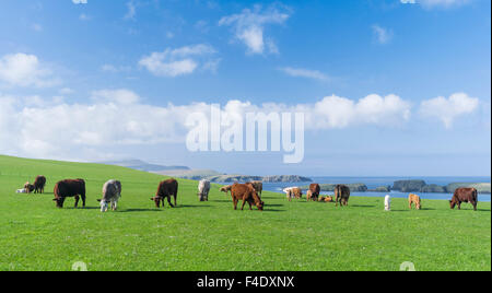 Cattle breeding, Shetland Islands, Scotland. (Large format sizes available) Stock Photo