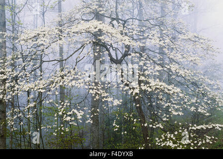 Flowering Dogwood in foggy, Forest (Large format sizes available) Stock Photo